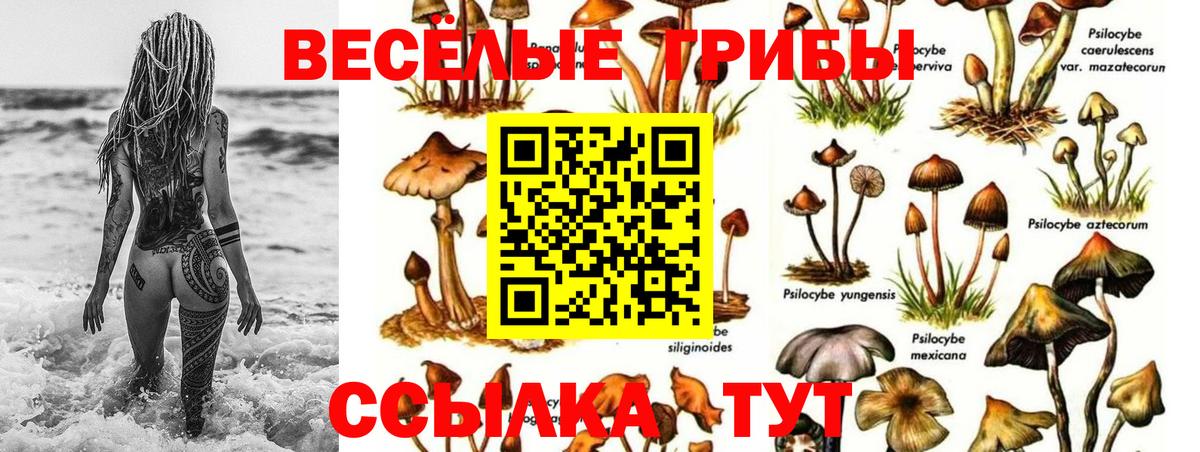 Псилоцибиновые грибы Cubensis Фрязино